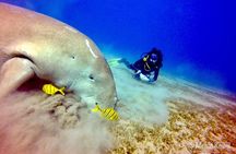 Abu Dabab Swim with Turtles Private tour