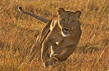 Masai Mara 3 Days Luxury Tented Safari 