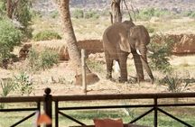 Samburu/ Aberdare/ Lake Nakuru/ Masai Mara 7 Days Safari
