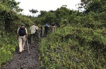 1 Day trip to Mountain BISOKE Hiking 