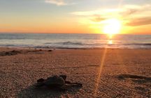 Cabo Turtle Release