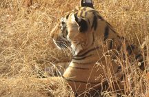 Ranthambore Same Day Experience