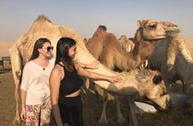Private Full Day Liwa Desert Safari Tour with Lunch From Dubai 
