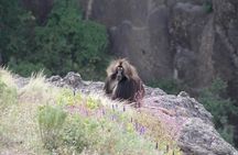 4-Day Abune Yosef Conservation Area Trekking Tour from Lalibela