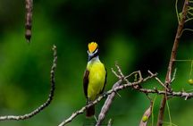 Birdwatching at The Mayan Cities with certified guide