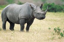 6-Day Tour of Exotic Northeast India: Mawsmai Caves, Double Decker Living Root Bridge and Kaziranga National Park