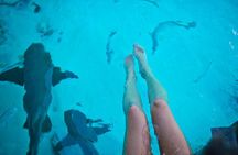 Exuma Elite Escape: Luxury Fly-In Pig Beach Adventure - 7 Stops
