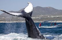 Whale Watching Tour in Glass Bottom Boat (VisitA Cabo)