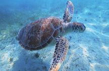 Boomerang’s Best of Anguilla: Swim with Turtles Adventure