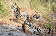 6 Day Private Tour of Taj with Glimpse of Tiger & Culture of Rajasthan