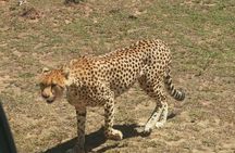 3 day Maasai Mara Adventure Group Safari