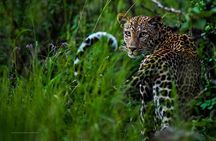 3 day Maasai Mara Adventure Group Safari
