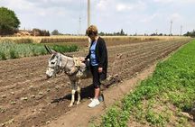 Egypt Day tour in countryside