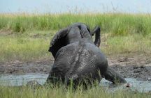 Madikwe Game Reserve Day Tour (Minimum per booking: 5 People)