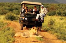 Madikwe Game Reserve Day Tour (Minimum per booking: 5 People)