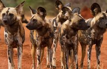 Madikwe Game Reserve Day Tour (Minimum per booking: 5 People)