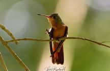 Birdwatching at The Mayan Cities with certified guide