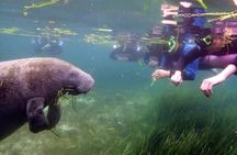 The 'OG' Manatee Snorkel Tour with In-Water Guide/Photographer