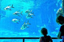 Cape Town Full Day Family Fun With Kids Private Tour