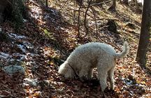Truffle hunting and lunch experience in a restaurant