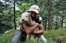 Truffle hunting and lunch experience in a restaurant