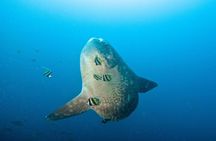 Nusa Penida Three Dives Trip for Certified Divers