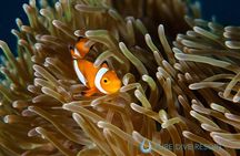 Nusa Penida Three Dives Trip for Certified Divers