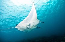Nusa Penida Three Dives Trip for Certified Divers