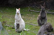 3 day Tasmanian highlights tour – Hobart, Port Arthur and Bruny Island