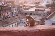 Jaipur Full Day 