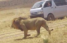 3 Days Maasai Mara Budget Group Safari