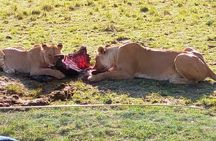 3 Days Maasai Mara Budget Group Safari