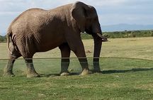3 Days Maasai Mara Budget Group Safari