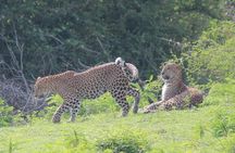 Highlights Of Sri Lanka- 7 Days Tour