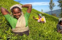 Private Full Day Tour to Nuwara Eliya from Kandy