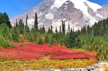 Mt Rainier National Park Small Group Tour from Seattle