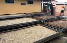 Coffee Tour Santa Bárbara a 1 hora de Medellín 