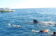 Small Group Whale Shark Encounter - 10 years in business