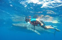 Small Group Whale Shark Encounter - 10 years in business