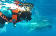 Small Group Whale Shark Encounter - 10 years in business