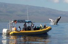 Ultimate 2 Hour Small Group Whale Watch Tour 