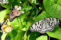 Bird Park & Butterfly Farm Nature Include All Entrance Tour From Kuala Lumpur