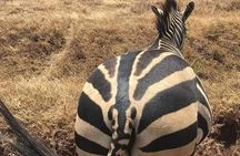 Nairobi National Park Safari