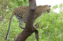Chobe Day Trip