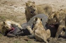 Chobe Day Trip