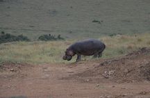 Nairobi National Park Tour