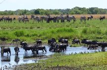 Chobe Day Trip