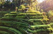 Ubud In On Day