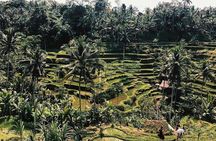 Ubud In On Day