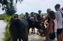 Riding Water Buffalo Hoi An Private Bike Tour